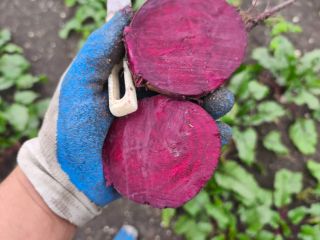 Hello, I'm selling red beets, the Dutch Monty variety,