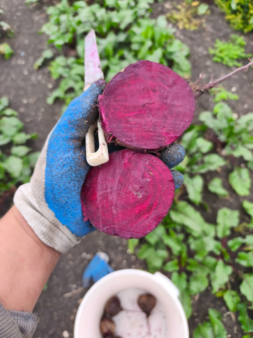 Hello, I'm selling red beets, the Dutch Monty variety, very pretty and beautifully colored, with a sweet taste