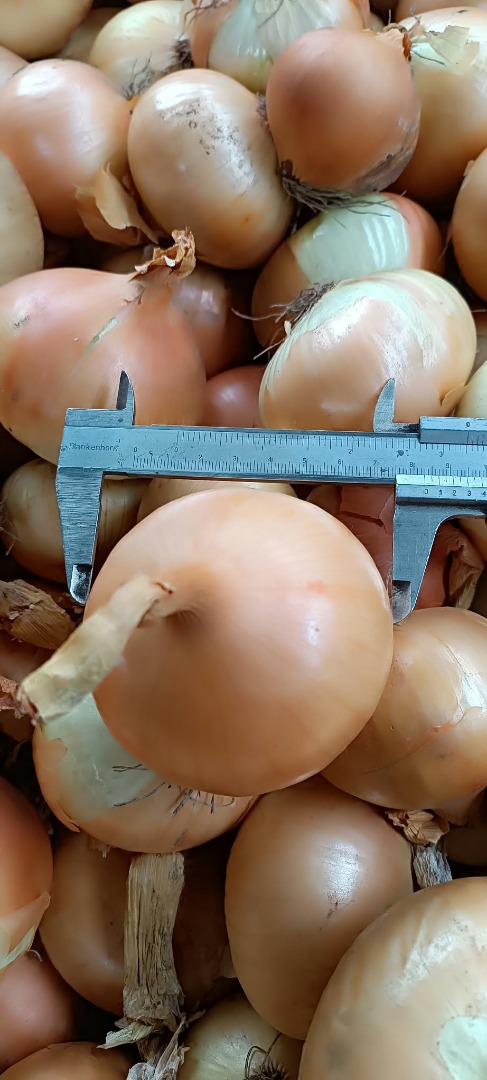 Onions for sale! Available in ton quantities