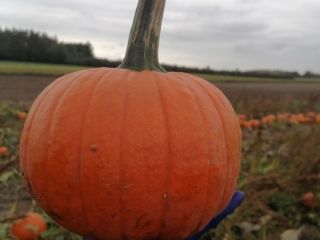 Halloween pumpkins for sale, 1-10 caliber Spitfire Gomez Racer