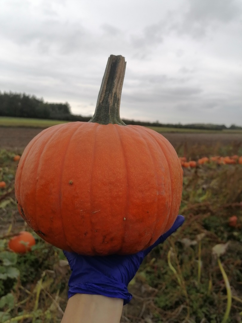 Halloween pumpkins for sale, 1-10 caliber Spitfire Gomez Racer Aladdin