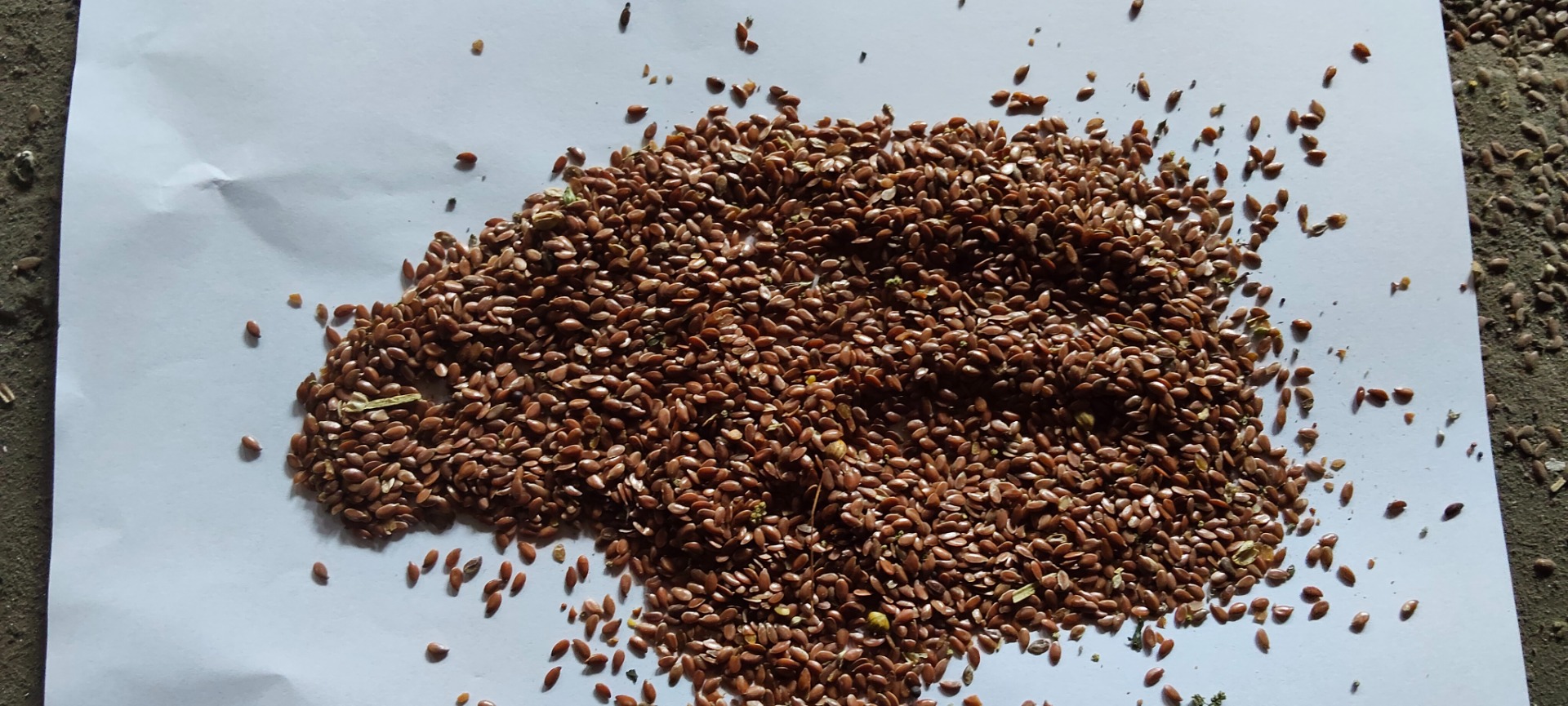 Good morning, I have about 45 tons of linseed for sale, purity about 95% and moisture 7.5%