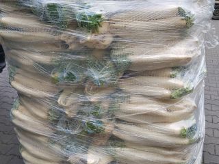 I will sell commercial and industrial white radishes