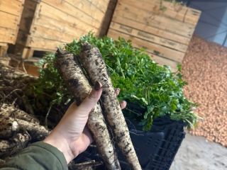 Parsley from my own farm, dirty, without tops