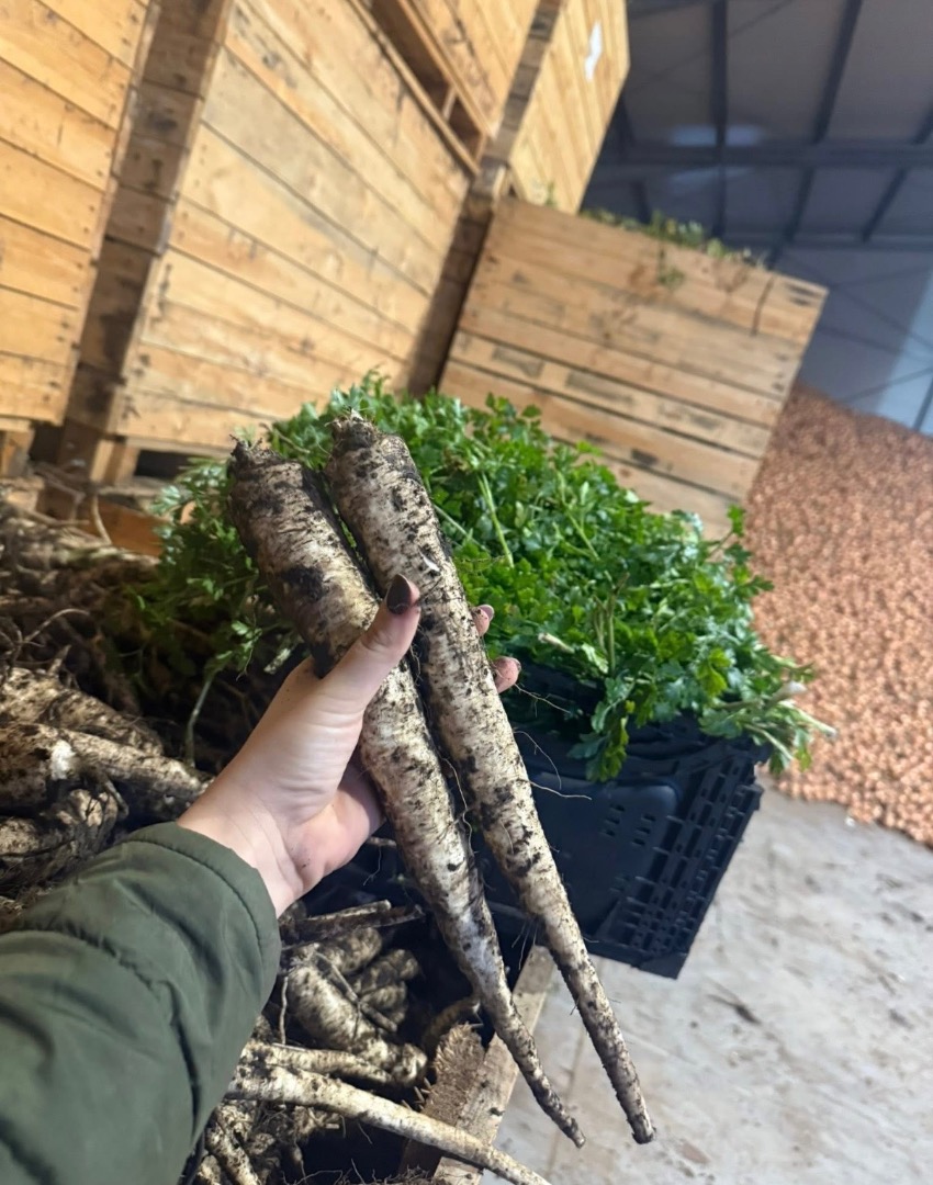 Parsley from my own farm, dirty, without tops