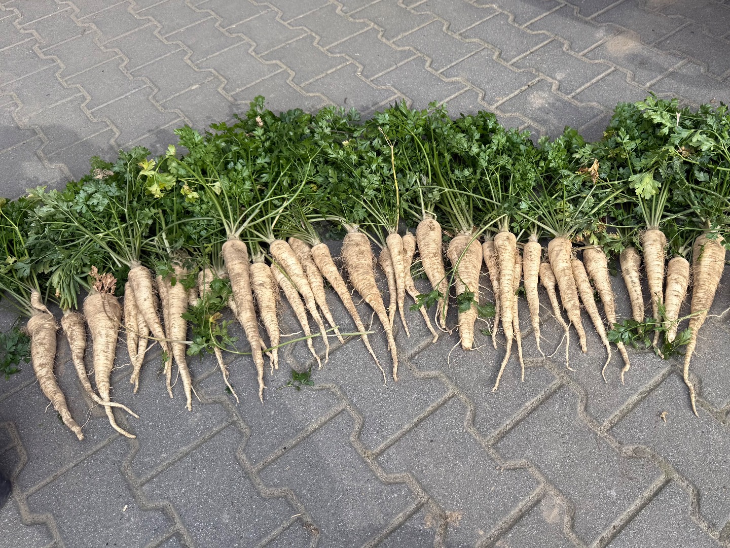 Despite the severe drought this year, the parsley is really pretty