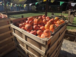 I'm selling pumpkins at an attractive price of 1000