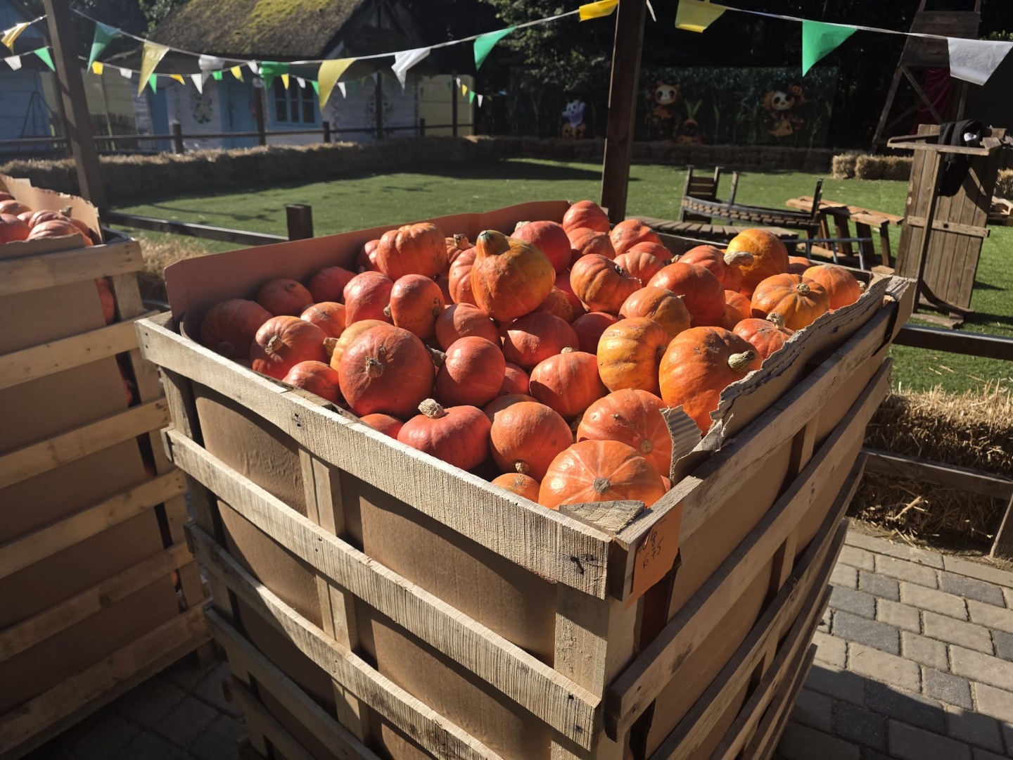 I'm selling pumpkins at an attractive price of 1000 PLN for approximately 2.5 tons