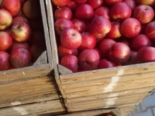 Apples of different varieties.