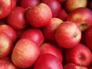 Apples of different varieties.