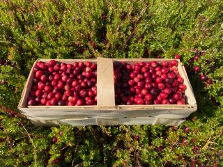 Hello. I have large cranberries for sale. Retail price: