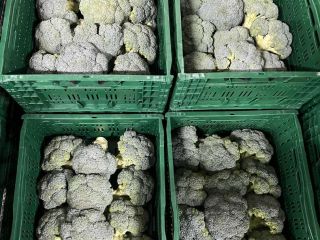 Fresh Broccoli (Export & Retail) o Quality: Tight, intensely