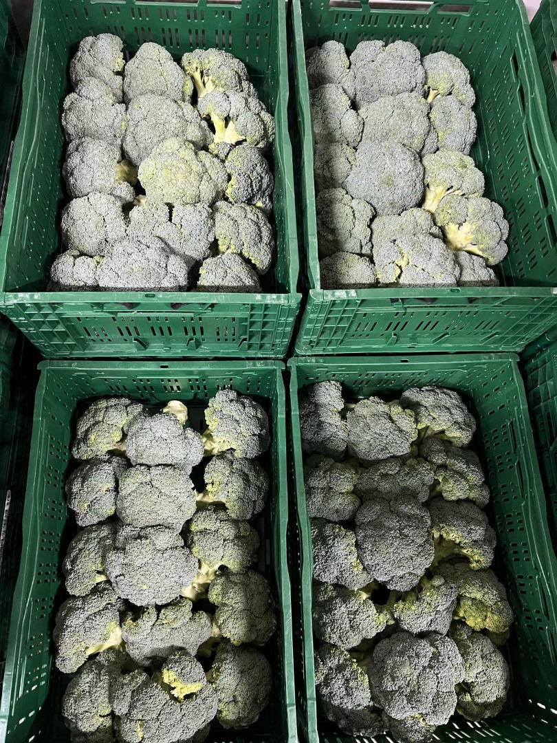 Fresh Broccoli (Export & Retail) o Quality: Tight, intensely green florets