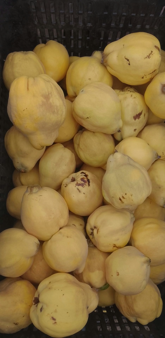 Our Székelyföld family farm offers 200m2 of quince for sale