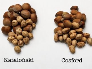 I have approximately 10 tons of in-shell hazelnuts for