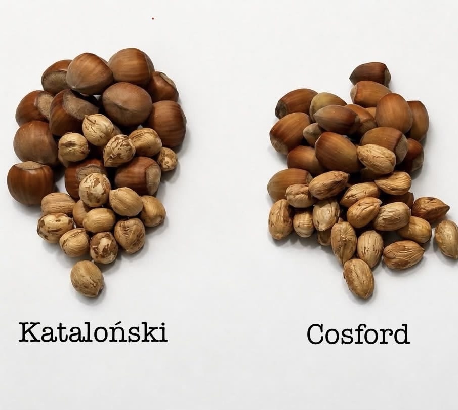 I have approximately 10 tons of in-shell hazelnuts for sale