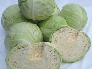 Fresh Cabbage: Whole Heads and Shredded / Straight from