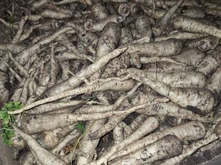 Hello, I'm selling Arat parsley, dug for the tops,