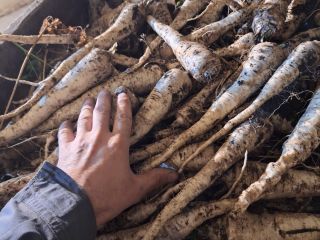 Hello, I'm selling Arat parsley, dug for the tops,
