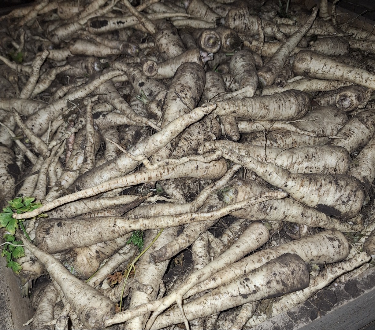 I'm selling Arat parsley, harvested for tops, made to order. Excellent product. Tel: 696457544, email: wojciech0901@wp.pl