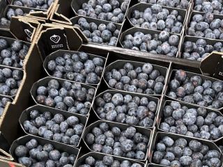 PREMIUM BLUEBERRY 18+ | SEKOYA POP & BEAUTY Available