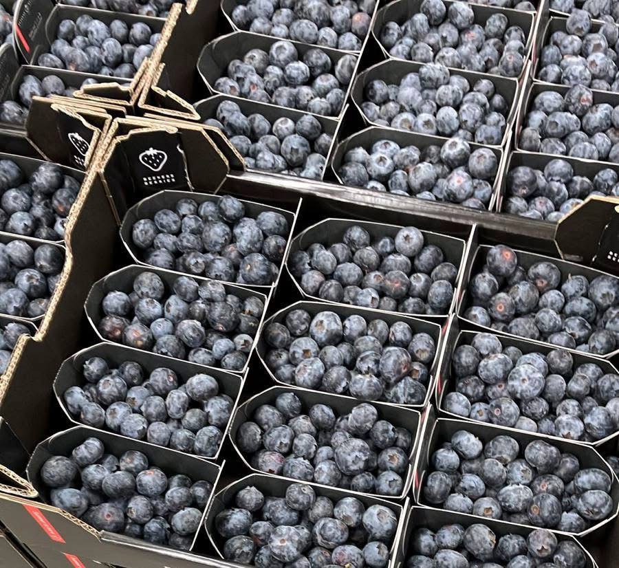 PREMIUM BLUEBERRY 18+ | SEKOYA POP & BEAUTY Available packaging variants: ✅ 12 × 125 g – closed plastic packaging ✅ 12 × 125 g – open cardboard packaging ✅ 3