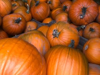 I have about 15 tons of Magician pumpkins for