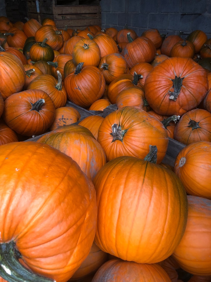 I have about 15 tons of Magician pumpkins for sale, for more information call