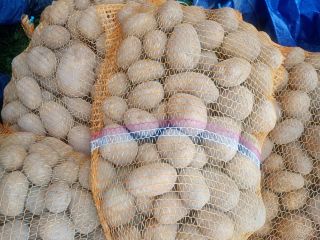 I will sell potatoes of the Melody variety, packed