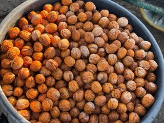 I am selling Bulgarian Chandlar walnuts, not calibrated, in