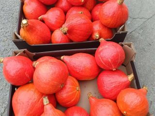 Pumpkin Species: Hokkaido Quantity: Up to 50 tons, smaller