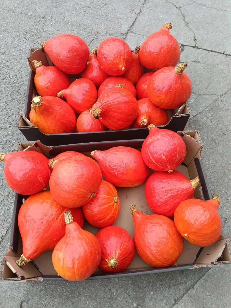 Pumpkin Species: Hokkaido Quantity: Up to 50 tons, smaller quantities available