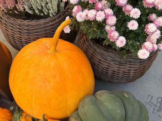I sell edible pumpkins, Hokkaido pumpkins, Halloween pumpkins, and