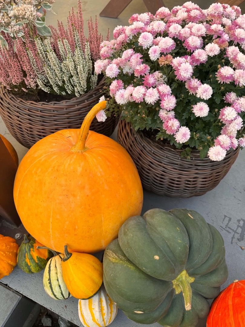 I sell edible pumpkins, Hokkaido pumpkins, Halloween pumpkins, and ornamental pumpkins