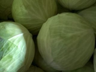 Hello, I am offering for sale Professor cabbage, pure