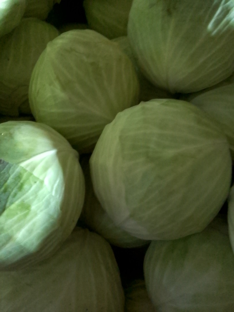 Hello, I am offering for sale Professor cabbage, pure product, cabbage rolls, shredding, pickling