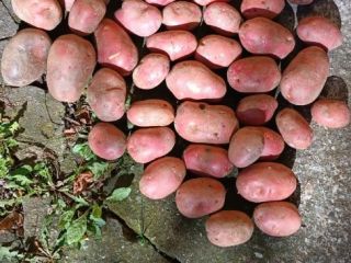 Table potatoes for sale - 2026 harvest. I am