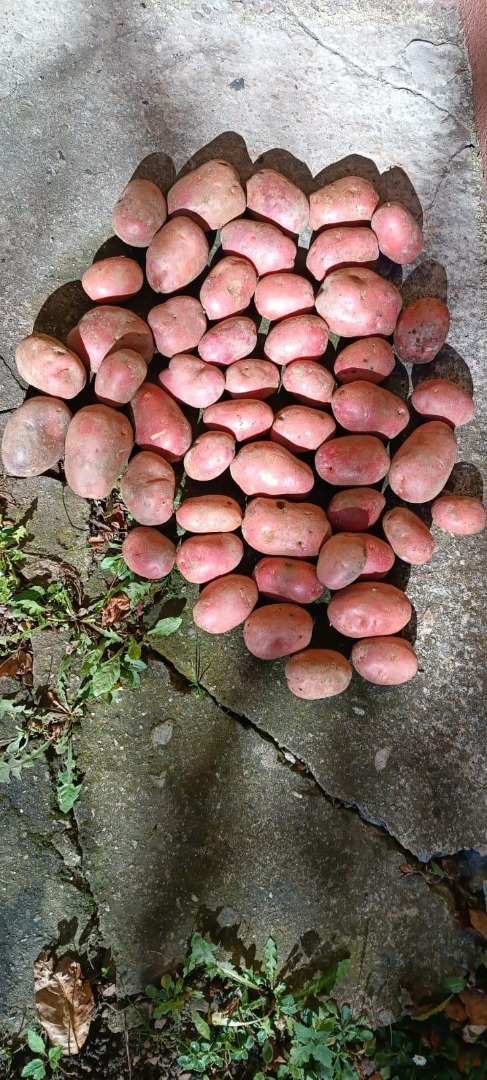 Table potatoes for sale - 2026 harvest