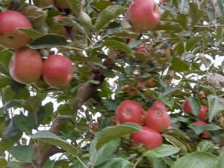 I am a small fruit producer (apples), from Dâmbovița