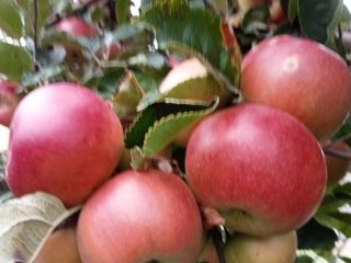 I am a small fruit producer (apples), from Dâmbovița