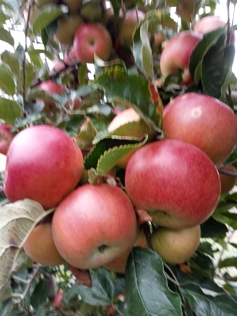 I am a small fruit producer (apples), from Dâmbovița county, Manesti commune, Dragaiesti-Ungureni locality