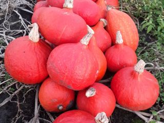 Hokkaido pumpkin: Orange, Amoro, Uchiki Kuri. I pick and