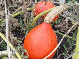 Hokkaido pumpkin: Orange, Amoro, Uchiki Kuri. I pick and
