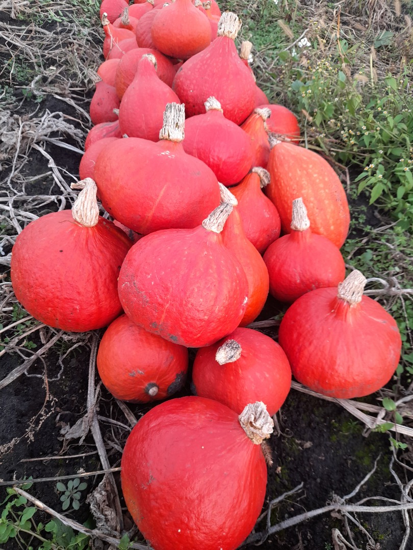 Hokkaido pumpkin: Orange, Amoro, Uchiki Kuri