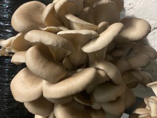 I will sell oyster mushrooms from my own cultivation