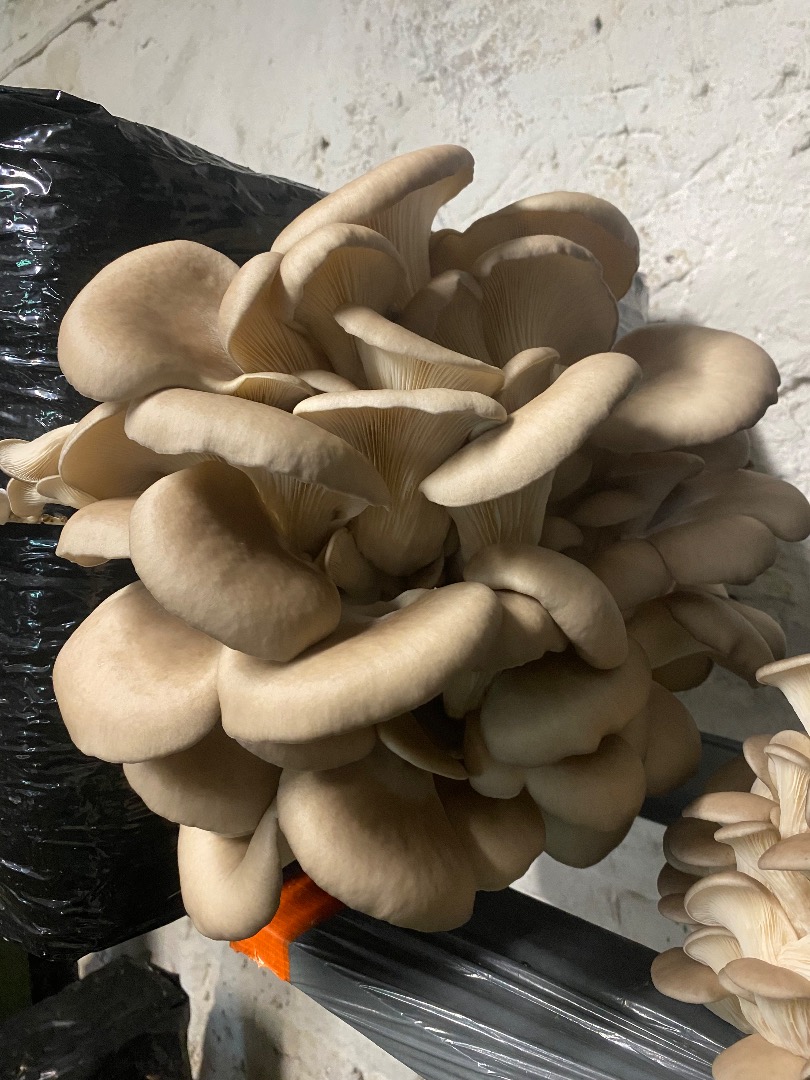 I will sell oyster mushrooms from my own cultivation